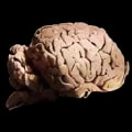 ARK: Survival Ascended Allosaurus Brain item