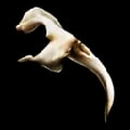 ARK: Survival Ascended Alpha Basilisk Fang item