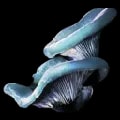 ARK: Survival Ascended Aquatic Mushroom item