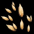 ARK: Survival Ascended Cucumis Seed item