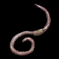 ARK: Survival Ascended Earthworms item