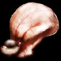 ARK: Survival Ascended Gasbags bladder item