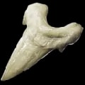 ARK: Survival Ascended Megalodon Tooth item