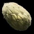 ARK: Survival Ascended Plant Species Z Seed item