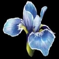 ARK: Survival Ascended Rare Flower item