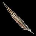 ARK: Survival Ascended Rock Drake Feather item