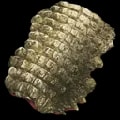 ARK: Survival Ascended Sarcosuchus Skin item