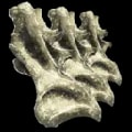 ARK: Survival Ascended Sauropod Vertebra item