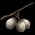 ARK: Survival Ascended Stimberry item