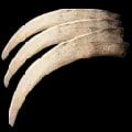 ARK: Survival Ascended Therizino Claws item