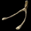 ARK: Survival Ascended Wishbone item