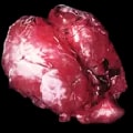 ARK: Survival Ascended Yutyrannus Lungs item