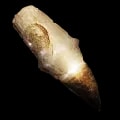 ARK: Survival Ascended Alpha Mosasaur Tooth item