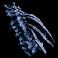 ARK: Survival Ascended Alpha Reaper King Barb item