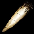 ARK: Survival Ascended Alpha Tyrannosaur Tooth item