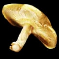 ARK: Survival Ascended Auric Mushroom item