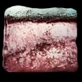 ARK: Survival Ascended Basilosaurus Blubber item