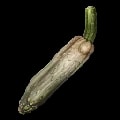ARK: Survival Ascended Cucumis item