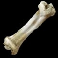 ARK: Survival Ascended Dinosaur Bone item