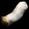 ARK: Survival Ascended Fungal Wood item