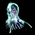 ARK: Survival Ascended HomoDeus Helmet item