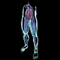 ARK: Survival Ascended HomoDeus Pants item