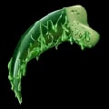 ARK: Survival Ascended Poison Talon item