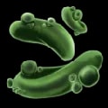 ARK: Survival Ascended Reaper Pheromone Gland item