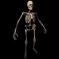 ARK: Survival Ascended Skeleton Costume Skin item